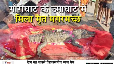 गौरीघाट के उमाघाट में मिला मृत मगरमच्छ, श्रद्धालुओं में मची सनसनी; मौत के कारणों की जाँच में जुटा वन विभाग 12 06 16