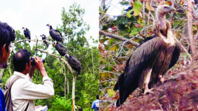 कटनी के आसमान में मंडरा रहे तीन सैकड़ा गिद्ध्र, रीठी, विजयराघवगढ़ और कटनी में की जा रही गणना 14 50