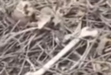 Screenshot 20260201 090958.Dainik Bhaskar