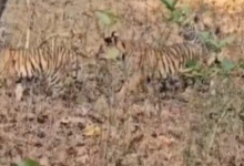 पेंच टाइगर रिजर्व में जुगनी बाघिन 4 शावकों के साथ आई नजर : पर्यटक हुए रोमांचित 17 Screenshot 20260204 150528.WhatsApp