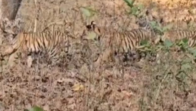 Screenshot 20260204 150528.WhatsApp