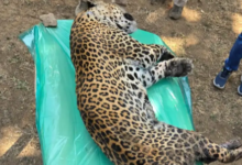 कान्हा टाइगर रिजर्व में घायल तेंदुए की मौत : पोस्टमार्टम में तेंदुए के सभी अंग पाए गए सुरक्षित 11 Screenshot 20260216 130144.Dainik Bhaskar