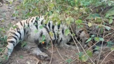 कान्हा से वीरांगना दुर्गावती टाइगर रिजर्व आए बाघ का दर्दनाक अंत: टेरिटरी फाइट में टूटी खोपड़ी, आंखों पर मिले दांतों के निशान 7 Screenshot 20260217 113844.WhatsApp