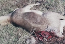 काले हिरण को अज्ञात वाहन ने सरेराह कुचला : मौत... वन विभाग में हड़कंप 9 Screenshot 20260218 203422.Dainik Bhaskar