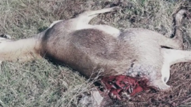 काले हिरण को अज्ञात वाहन ने सरेराह कुचला : मौत... वन विभाग में हड़कंप 6 Screenshot 20260218 203422.Dainik Bhaskar