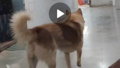 Screenshot 20260220 122914.WhatsApp