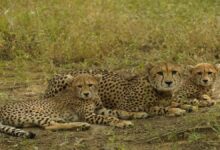 कूनो में गूंजी तीन नन्हे चीतों की चीत्कार 11 WhatsApp Image 2026 02 18 at 10.02.59