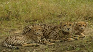 कूनो में गूंजी तीन नन्हे चीतों की चीत्कार 9 WhatsApp Image 2026 02 18 at 10.02.59