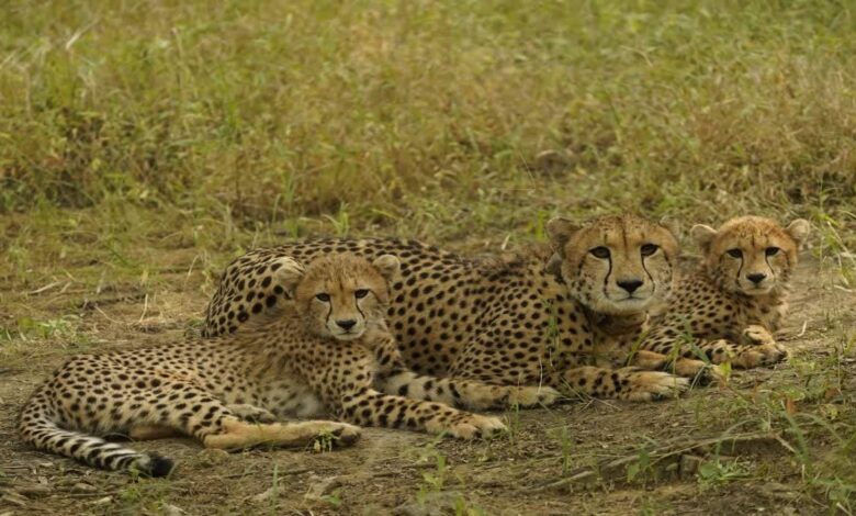कूनो में गूंजी तीन नन्हे चीतों की चीत्कार 1 WhatsApp Image 2026 02 18 at 10.02.59