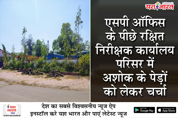 जबलपुर एसपी ऑफिस के पीछे रक्षित निरीक्षक कार्यालय परिसर में अशोक के पेड़ों को लेकर चर्चा, कटाई या छटाई पर स्थिति स्पष्ट होने का इंतजार 1 03 28