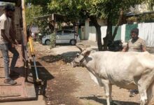 सड़कों से आवारा पशु हटाने की कार्रवाई जारी, 23 पशु कांजी हाउस भेजे 15 IMG 20260324 WA0066