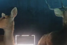 Screenshot 20260309 114327.WhatsApp