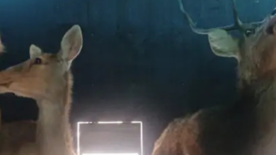 Screenshot 20260309 114327.WhatsApp