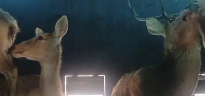 Screenshot 20260309 114327.WhatsApp