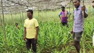 कम्प्रेहेंसिव होमस्टेट मॉडल से बदली जिंदगी : मल्टी लेयर क्रॉप से बढ़ी आय और पोषण सुरक्षा 6 Screenshot 20260309 152355.WhatsApp