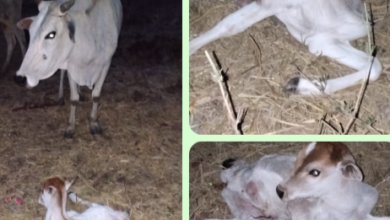 Screenshot 20260317 134349.WhatsApp