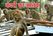 ए आई तकनीकी से लगेगी बंदरों के आतंक पर लगाम,एक बंदर पकड़ो 600 इनाम पाओ 11 Untitled 5 copy 10