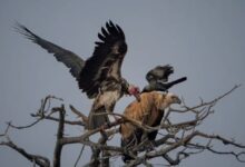 WhatsApp Image 2026 03 15 at 11.49.35