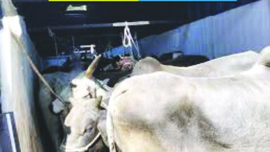 कंटेनर में गोवंश का क्रूरतापूर्वक परिवहन, रीठी पुलिस ने गौवंश तस्करी के खिलाफ की कार्रवाई 9 gay 1