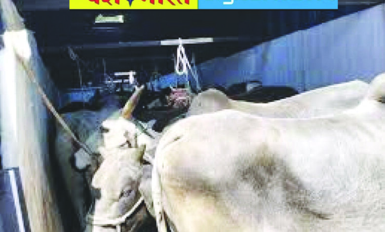 कंटेनर में गोवंश का क्रूरतापूर्वक परिवहन, रीठी पुलिस ने गौवंश तस्करी के खिलाफ की कार्रवाई 1 gay 1