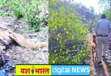 बड़ी खबर : कटनी से सटे उमरिया के जंगल में मिला बाघ का सड़ा-गला शव, कई दिन पहले मौत होने का अनुमान, पूरे इलाके को घेरकर वन विभाग ने की सर्चिंग 8 06 6