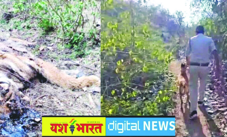 बड़ी खबर : कटनी से सटे उमरिया के जंगल में मिला बाघ का सड़ा-गला शव, कई दिन पहले मौत होने का अनुमान, पूरे इलाके को घेरकर वन विभाग ने की सर्चिंग 1 06 6