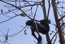 Screenshot 20260413 212130.WhatsApp