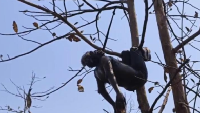 बगासपुर जंगल में मिले शव की हुई पहचान : मानसिक रूप से परेशान था मृतक 9 Screenshot 20260413 212130.WhatsApp