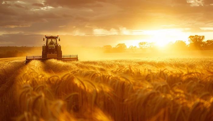 खिली धूप ने लौटाई मुस्कान, गेहूं की कटाई ने पकड़ी रफ्तार 1 Untitled 2 copy 8