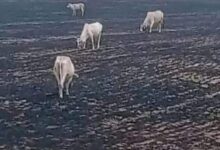 WhatsApp Image 2026 04 09 at 12.04.39