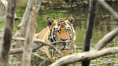 WhatsApp Image 2026 04 23 at 10.51.59