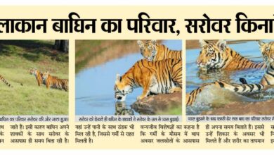 भीषण गर्मी से हालकान बाघ परिवार, सरोवर किनारे बनाया ठिकाना 9 WhatsApp Image 2026 04 26 at 13.31.58