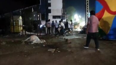 ट्रेन की चपेट में आने से रेलवे ओवरब्रिज से कूदीं गायें, 3 गायों की मौत, एक व्यक्ति भी घायल 8 07 7