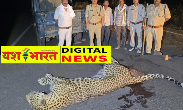 ब्रेकिंग : हाईवे पर वाहन की टक्कर से तेंदुए की मौत, CCTV फुटेज एवं डॉग स्क्वाड की मदद से वन विभाग कर रहा जांच, कटनी से सटे शाहनगर रेंज में घटना 1 IMG 20260514 090718