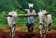 मंत्रिपरिषद के फैसलों से विकास को मिलेगी नई रफ्तार जयपाल सिंह चावड़ा दलहन मिशन से बढ़ेगी किसानों की आय, व्यापारी कल्याण बोर्ड से उद्योग और निर्यात को मिलेगा बल 10 Screenshot 2026 05 06 11 07 30 87 680d03679600f7af0b4c700c6b270fe7