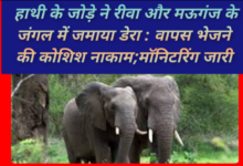 बांधगढ़ से पहुंचे हाथी के जोड़े ने रीवा और मऊगंज के जंगल में जमाया डेरा : वापस भेजने की कोशिश नाकाम; मॉनिटरिंग जारी 10 Screenshot 20260506 141356.Gallery