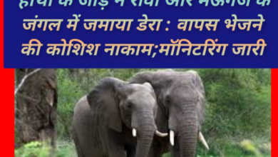 बांधगढ़ से पहुंचे हाथी के जोड़े ने रीवा और मऊगंज के जंगल में जमाया डेरा : वापस भेजने की कोशिश नाकाम; मॉनिटरिंग जारी 7 Screenshot 20260506 141356.Gallery