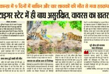 टाइगर स्टेट में ही बाघ असुरक्षित, वायरस का खतरा - कान्हा में 9 दिनों में बाघिन और चार शावकों की मौत से मचा हडक़ंप 11 WhatsApp Image 2026 05 06 at 14.03.54