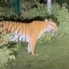 बैरसिया रोड पर टाइगर का आतंक: 7 गांवों में दहशत, 10 दिन में 5 मवेशियों का किया शिकार 6 tiger