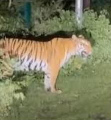 tiger