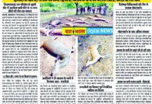 14 दिन की फॉरेस्ट रिमांड पर लिए गए शिकारी, पूछताछ के बाद बड़े नेटवर्क का होगा खुलासा, तालाब के पानी को कराया खाली, कराई जा रही जांच, विजयराघवढ़ वन परिक्षेत्र के घुघरी बीट में जहरीला पानी पीने से 15 वन्य जीवों की मौत का मामला 11 01 34