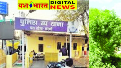 रचनानगर में गांजे की खेती, युवक गिरफ्तार, बस स्टेंड पुलिस की दबिश, घर के बगल में लहलहा रहे थे गांजे के पौधे 9 04 18