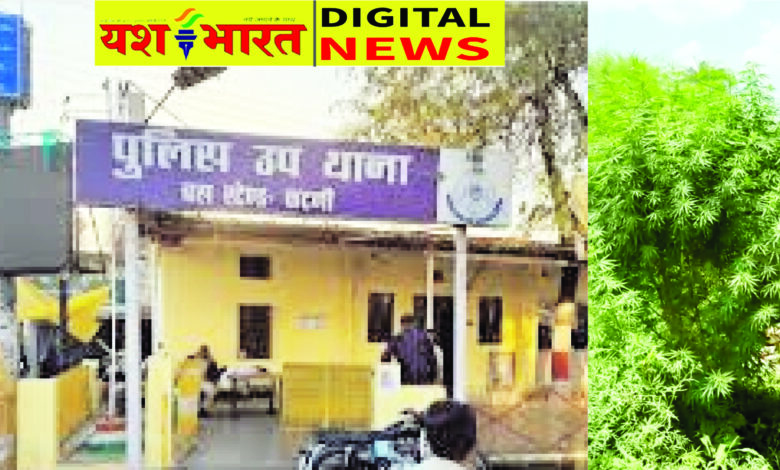 रचनानगर में गांजे की खेती, युवक गिरफ्तार, बस स्टेंड पुलिस की दबिश, घर के बगल में लहलहा रहे थे गांजे के पौधे 1 04 18