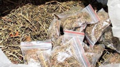सतना से गांजा लाकर जबलपुर में कर रहे थे सौदा, चार गिरफ्तार 9 04 25