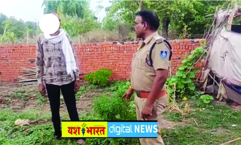 घर की बाड़ी में लगाए गांजे के पौधे, लहलहा रही थी फसल, विजयराघवगढ़ पुलिस की दबिश, आरोपी गिरफ्तार 1 04 26