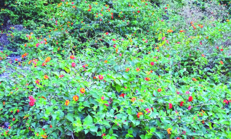 सिरदर्द नहीं रोजगार का माध्यम बनने जा रही लैंटाना झाड़ी, लैंटाना की पत्तियों से जैविक खाद और लकड़ी से तैयार होगा ईधन, वन विभाग ने किया डेमन्स्ट्रेशन 1 07 15
