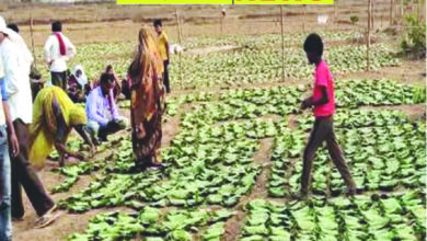 कटनी में टारगेट से अधिक तेन्दूपत्ता की तुड़ाई, 36 हजार 686 मानक बोरा संग्रहण, 42 हजार श्रमिकों को 14 करोड़ का होना है भुगतान 6 102 1