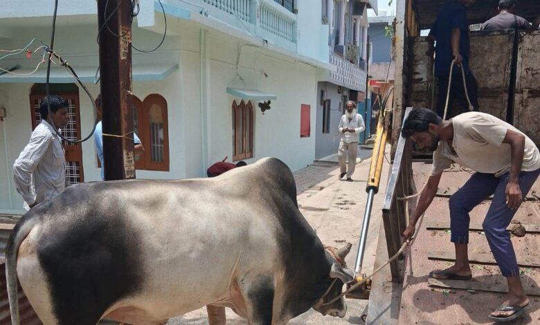 सड़कों पर विचरण कर रहे मवेशियों के खिलाफ निगम की कार्रवाई जारी 18 पशु कांजी हाउस भेजे गए, आसरा पशु चिकित्सालय पहुंचाया गया 1 IMG 20260613 WA0005