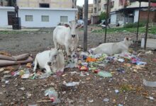 जनता बेहाल, होटलों पर चाय छान रहे सफाईकर्मी: राजधानी के वार्ड 10 में गंदगी का साम्राज्य, वाजपेयी नगर मल्टी और झंडा चौक बने कचरा घर 10 IMG 20260617 WA0013