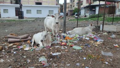 जनता बेहाल, होटलों पर चाय छान रहे सफाईकर्मी: राजधानी के वार्ड 10 में गंदगी का साम्राज्य, वाजपेयी नगर मल्टी और झंडा चौक बने कचरा घर 9 IMG 20260617 WA0013